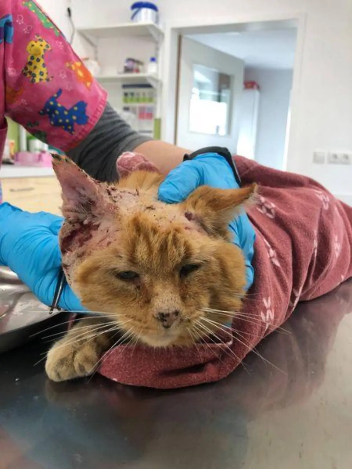 Kater Klaus-Rüdiger geriet in viele Kämpfe.