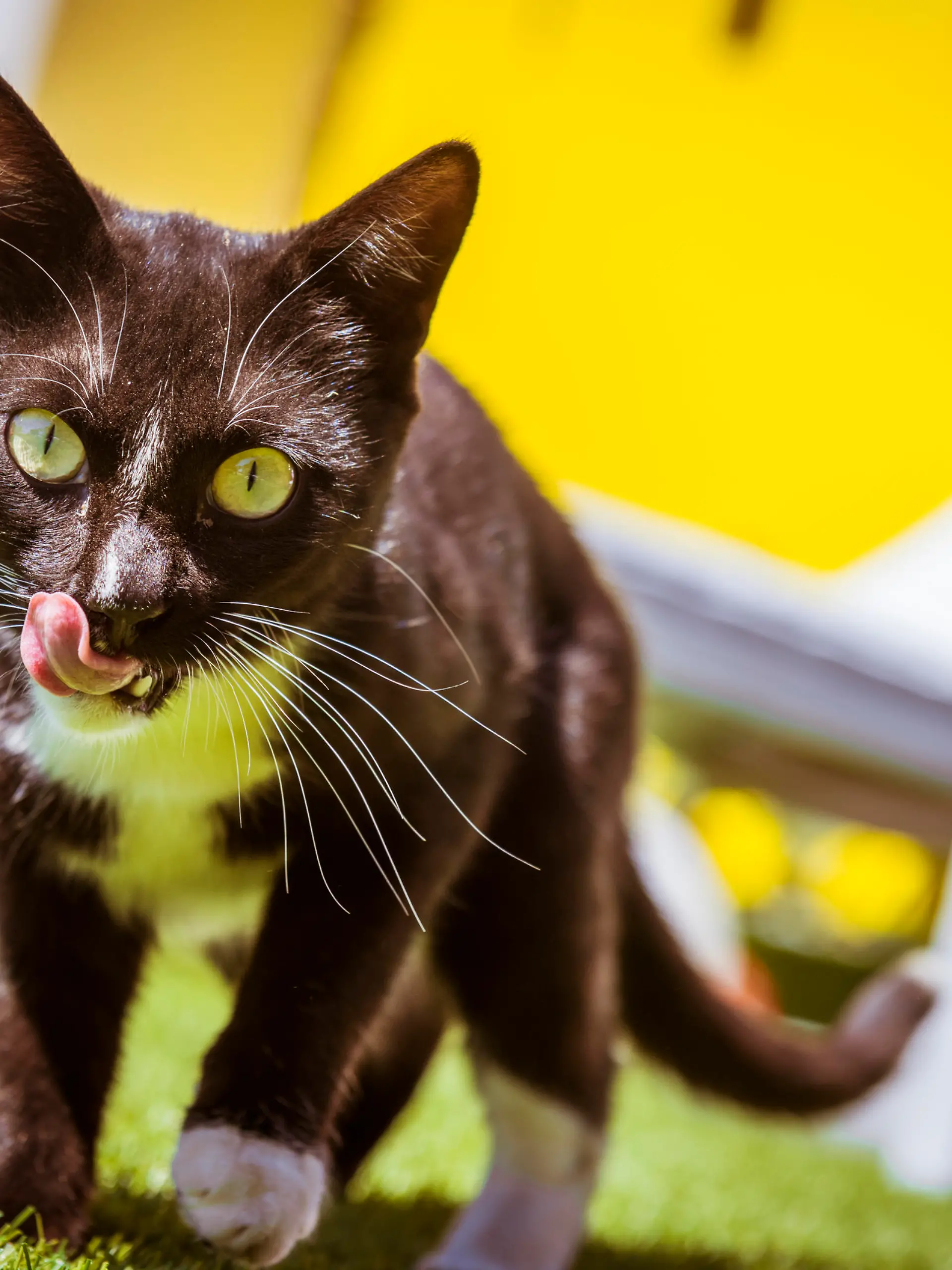 Love Island Katze