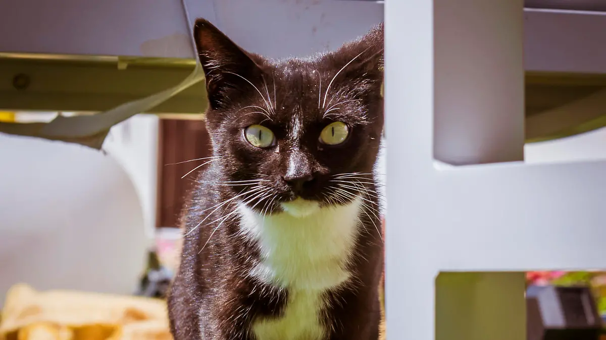 Katze Love Island