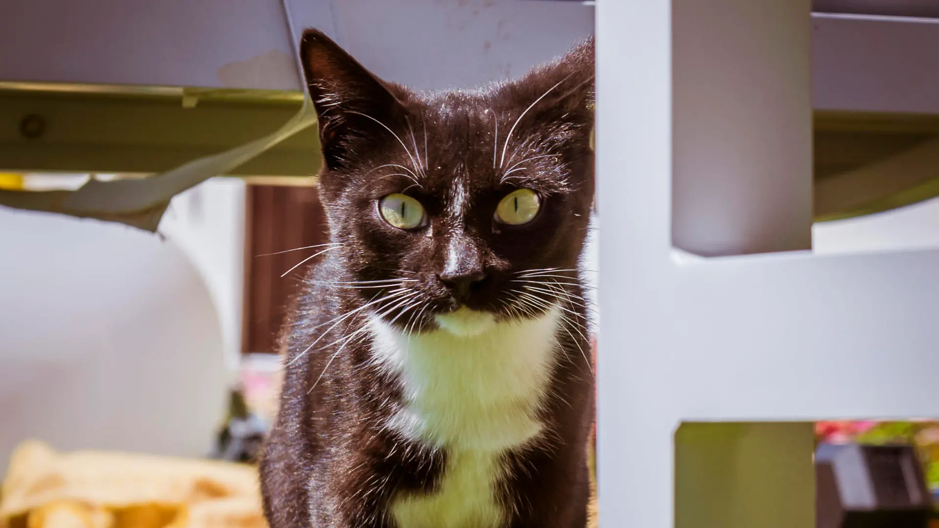 Katze Love Island