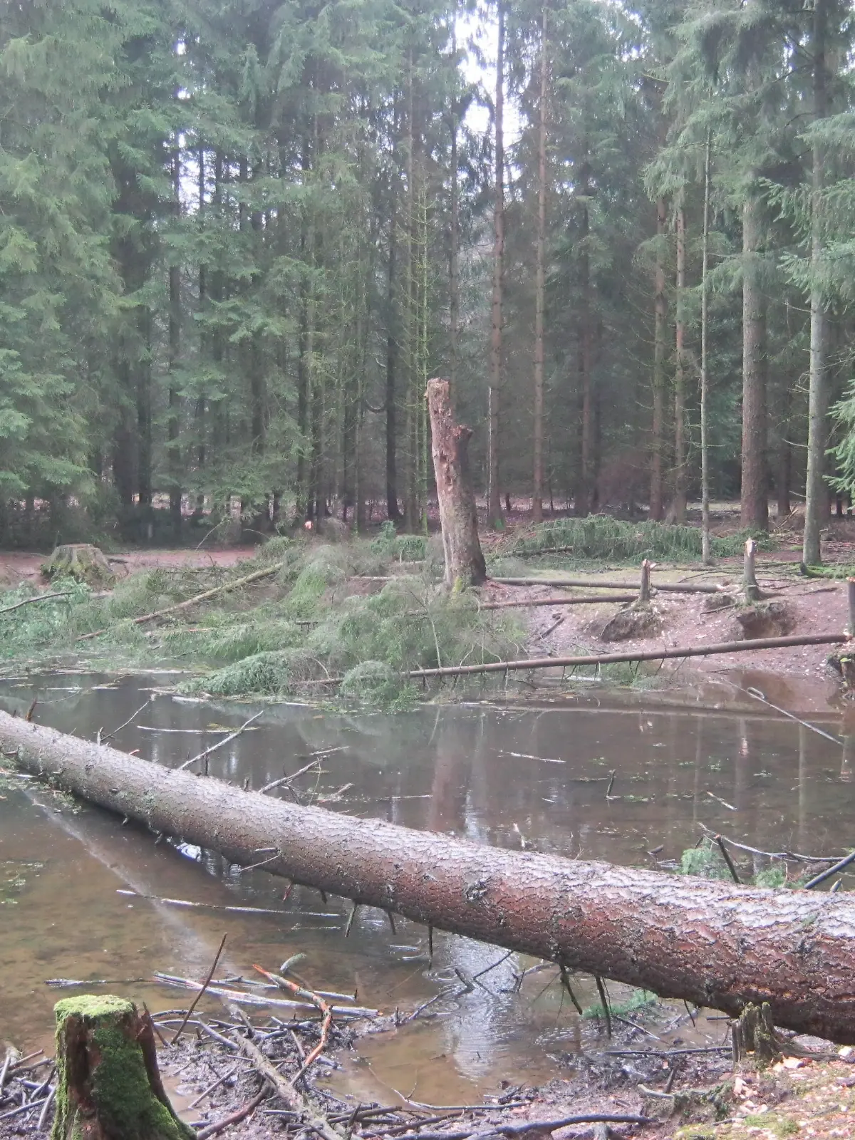 Gefällte Douglasien