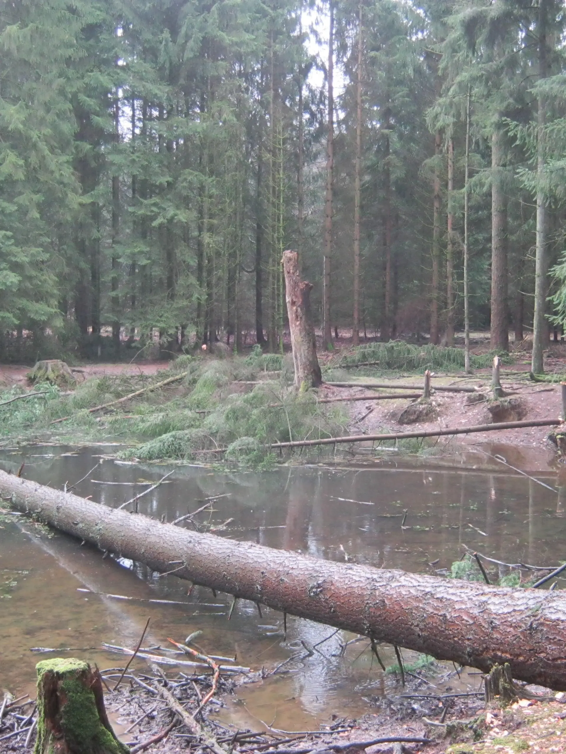 Gefällte Douglasien