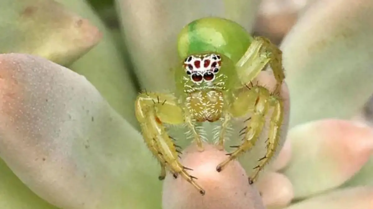 Mopsus Mormon - die vielleicht süßeste Spinne der Welt.