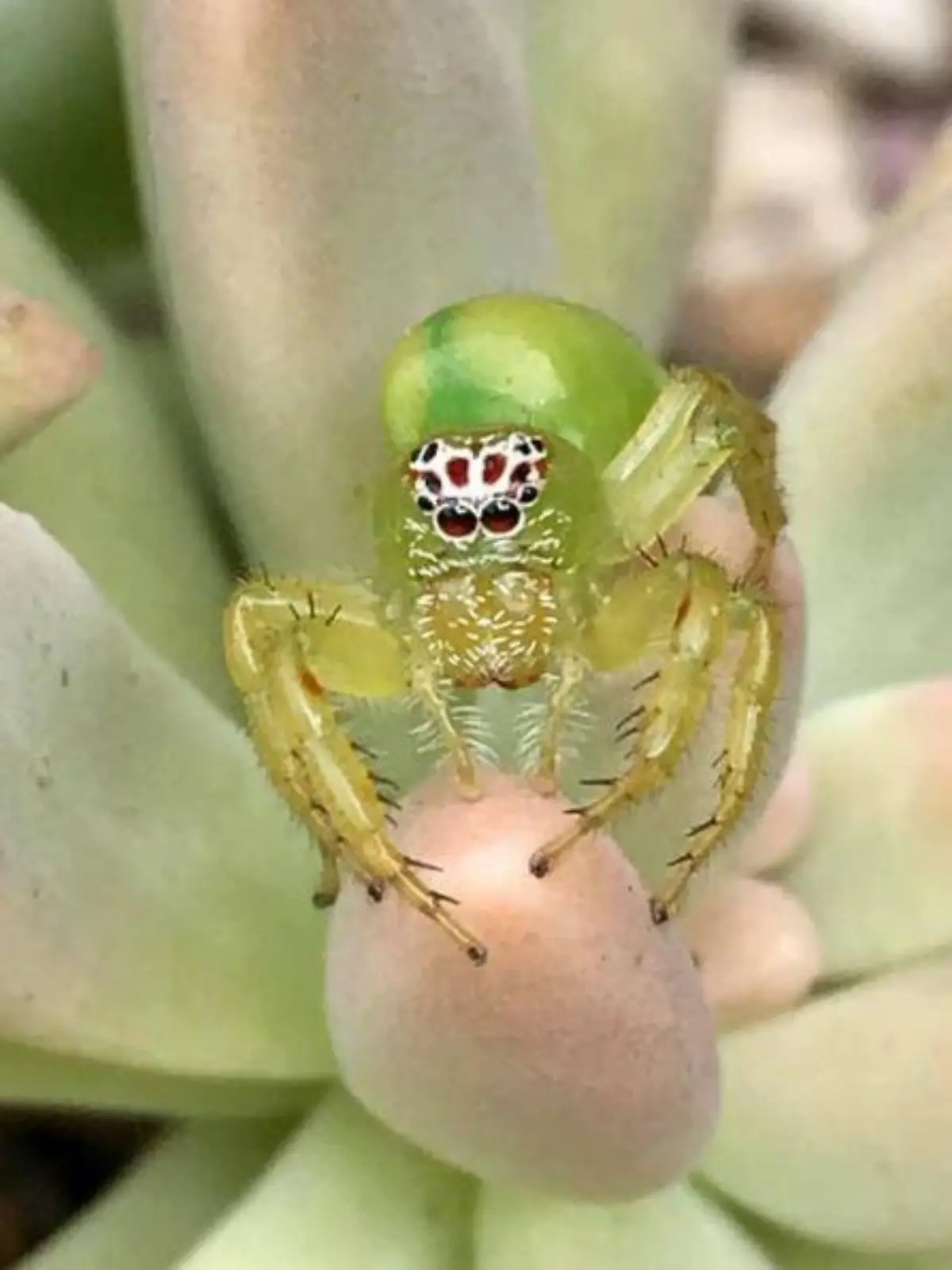 Mopsus Mormon - die vielleicht süßeste Spinne der Welt.