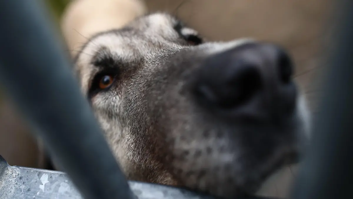 08.02.2021, Spanien, Colmenar Viejo: Ein Hund schaut während eines Besuchs der Präsidentin der Regionalregierung von Madrid durch die Gitterstäbe seines Käfigs in einem Tierheim in Colmenar Viejo, Madrid. Foto: E. Parra./Pool/EUROPA PRESS/dpa +++ dpa-Bildfunk +++