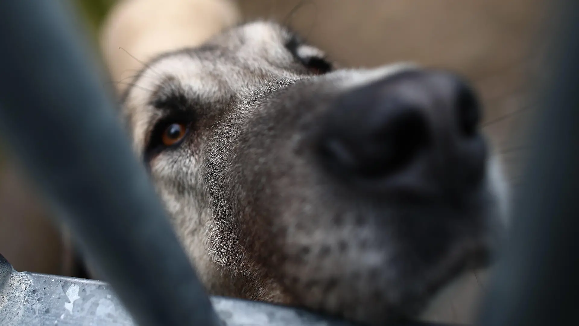 08.02.2021, Spanien, Colmenar Viejo: Ein Hund schaut während eines Besuchs der Präsidentin der Regionalregierung von Madrid durch die Gitterstäbe seines Käfigs in einem Tierheim in Colmenar Viejo, Madrid. Foto: E. Parra./Pool/EUROPA PRESS/dpa +++ dpa-Bildfunk +++