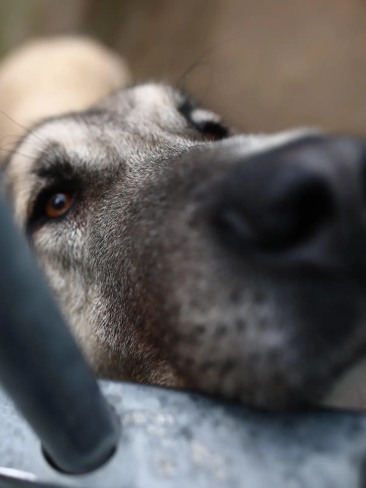 08.02.2021, Spanien, Colmenar Viejo: Ein Hund schaut während eines Besuchs der Präsidentin der Regionalregierung von Madrid durch die Gitterstäbe seines Käfigs in einem Tierheim in Colmenar Viejo, Madrid. Foto: E. Parra./Pool/EUROPA PRESS/dpa +++ dpa-Bildfunk +++
