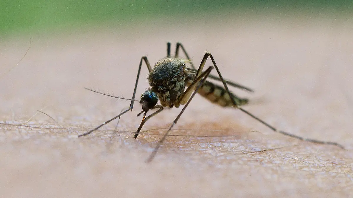 ARCHIV - 20.08.2011, Brandenburg, Frankfurt (oder): Eine Mücke saugt Blut aus dem Arm eines Mannes. Nach einem ersten Fall vor einigen Wochen ist bei zwei weiteren Patienten in Deutschland eine West-Nil-Virus-Infektion nachgewiesen worden. Foto: Patrick Pleul/zb/dpa +++ dpa-Bildfunk +++