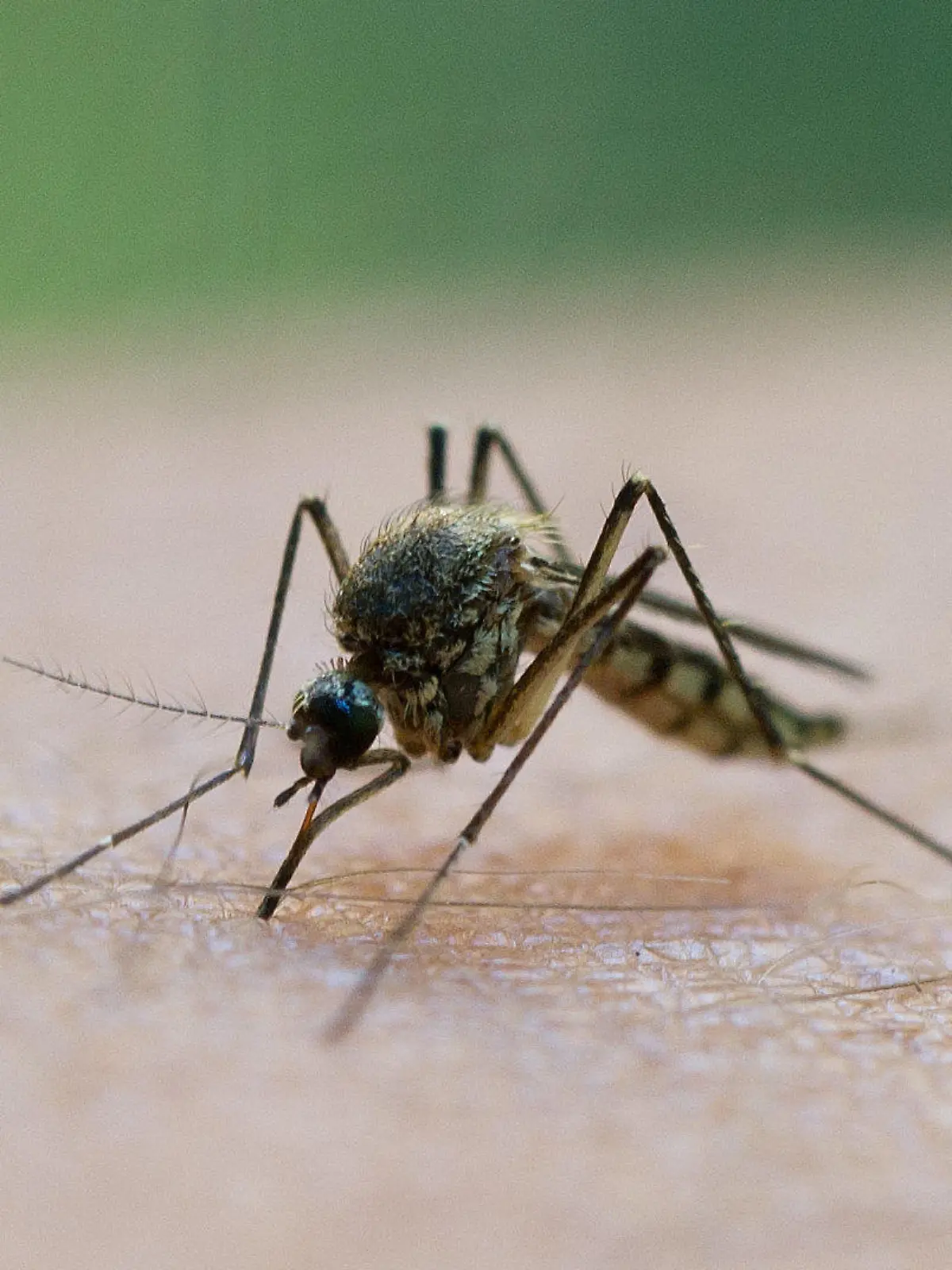 ARCHIV - 20.08.2011, Brandenburg, Frankfurt (oder): Eine Mücke saugt Blut aus dem Arm eines Mannes. Nach einem ersten Fall vor einigen Wochen ist bei zwei weiteren Patienten in Deutschland eine West-Nil-Virus-Infektion nachgewiesen worden. Foto: Patrick Pleul/zb/dpa +++ dpa-Bildfunk +++