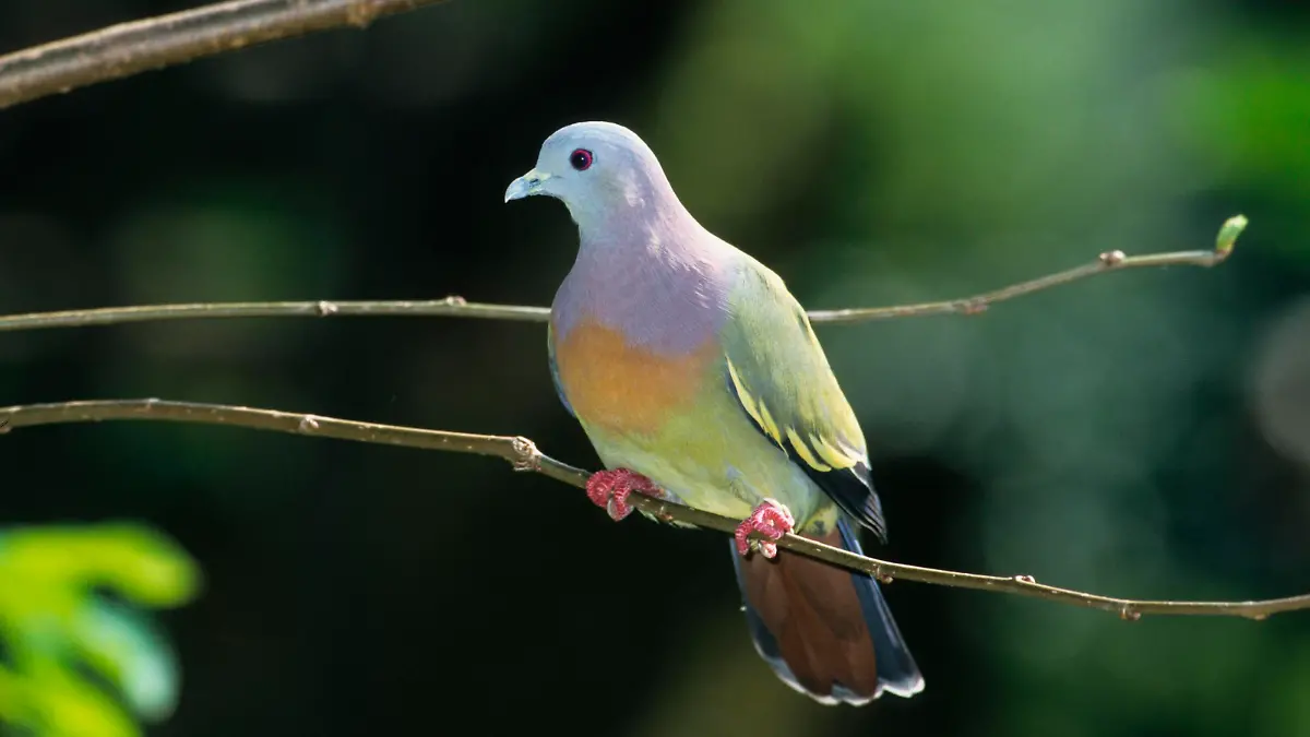 Die Frühlingstaube (Treron vernans) ist eine Vogelart aus der Familie der Tauben