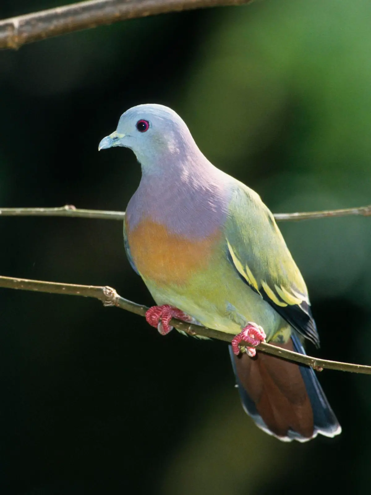 Die Frühlingstaube (Treron vernans) ist eine Vogelart aus der Familie der Tauben
