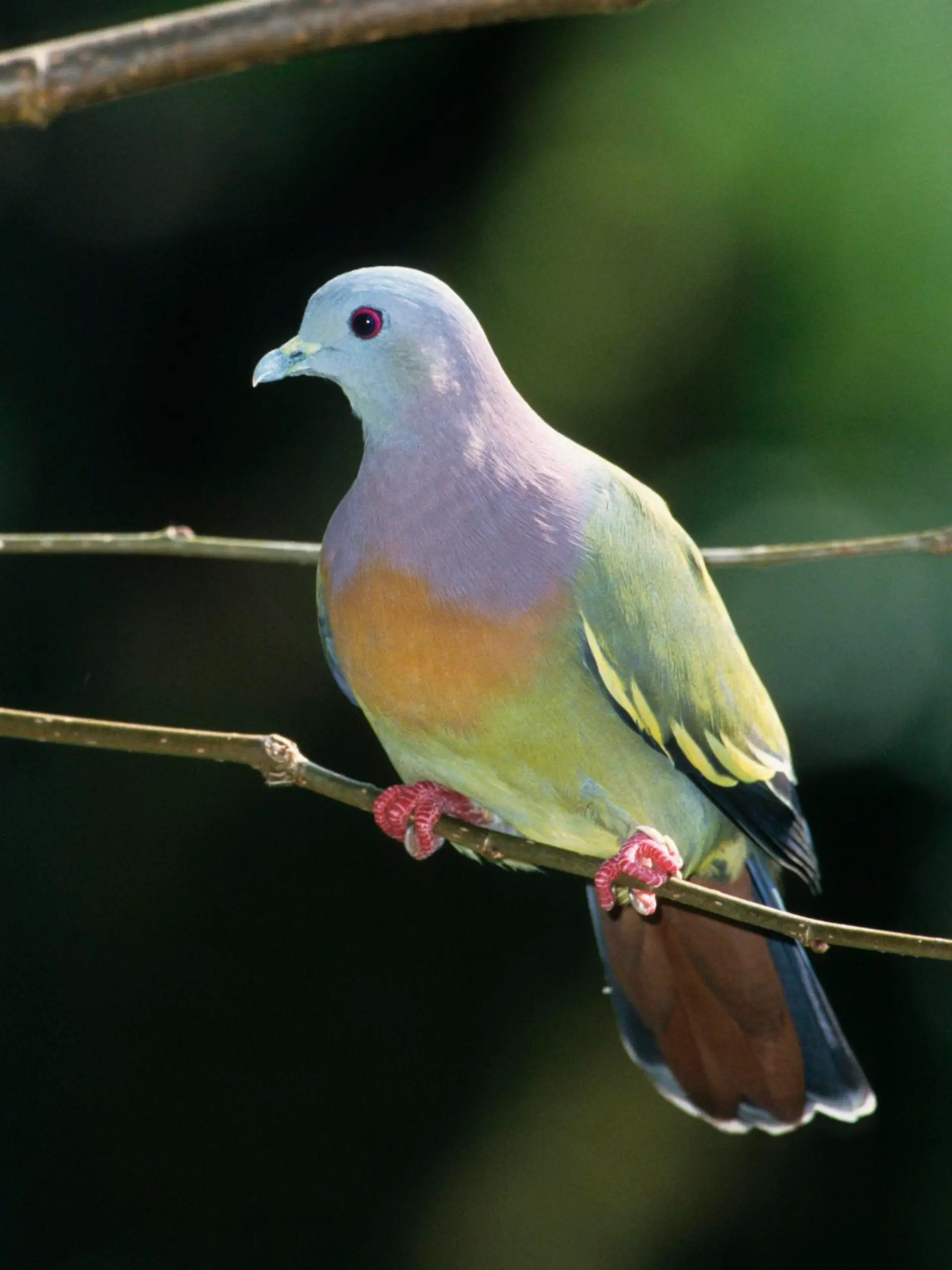 Die Frühlingstaube (Treron vernans) ist eine Vogelart aus der Familie der Tauben