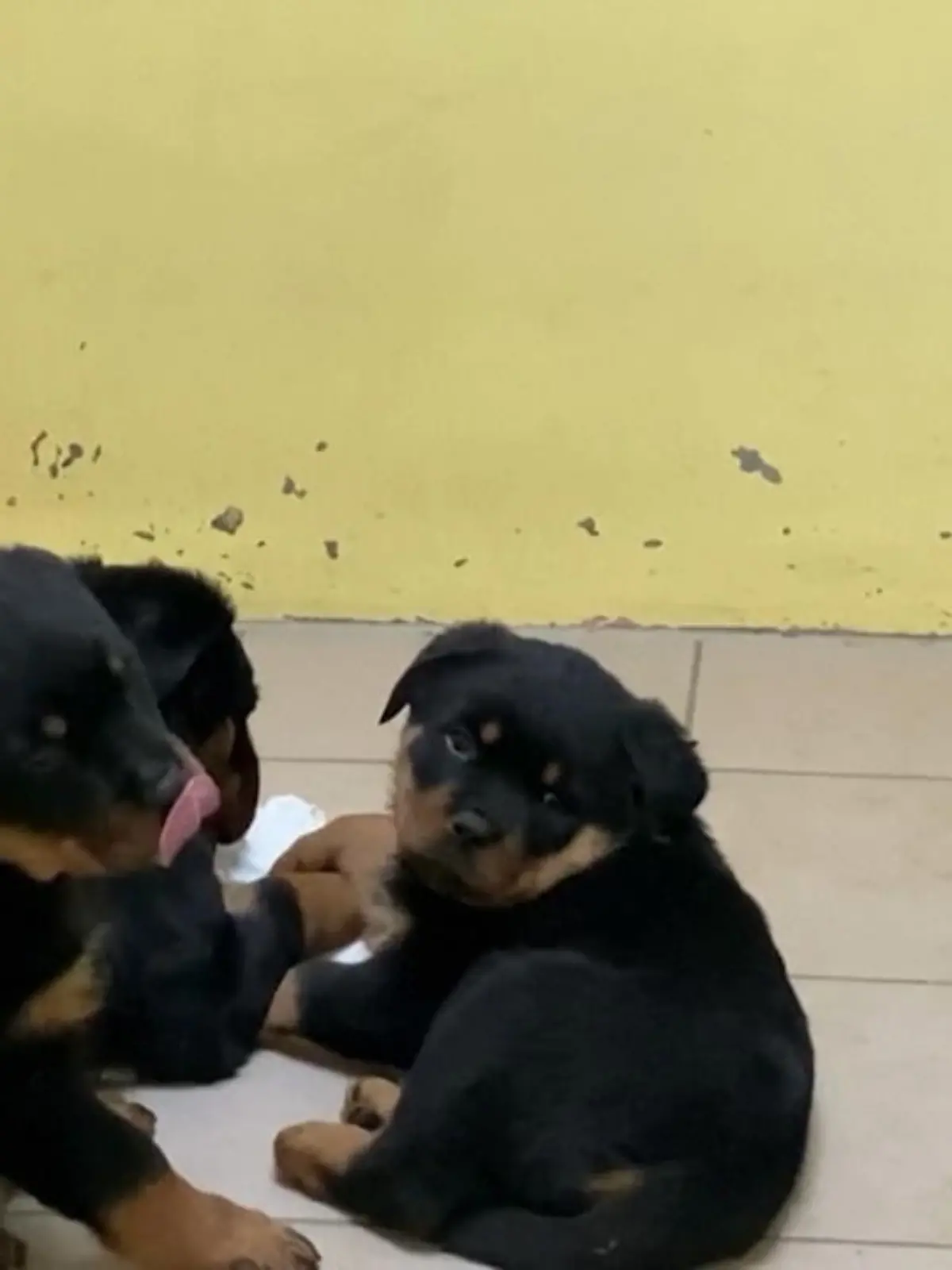 Bild zu: "Wagen mit 101 Hundewelpen gestoppt"