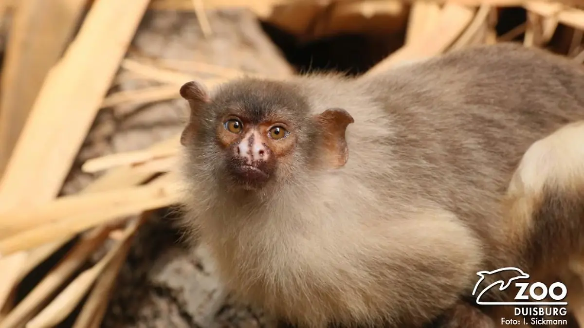 Plötzlich sind alle Schwarzschwanz-Seidenaffen im Duisburger Zoo gestorben.