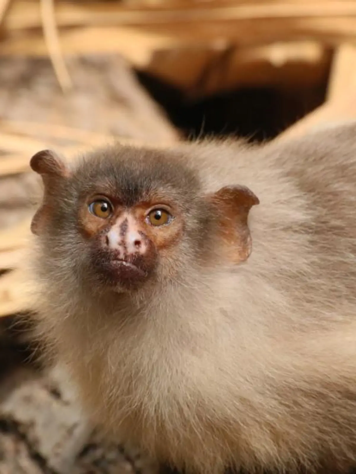Plötzlich sind alle Schwarzschwanz-Seidenaffen im Duisburger Zoo gestorben.