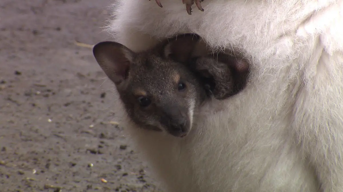 Obwohl es noch als ungeboren gilt, schaut das braune Baby neugierig aus dem schneeweißen Beutel von Mama Lotta.