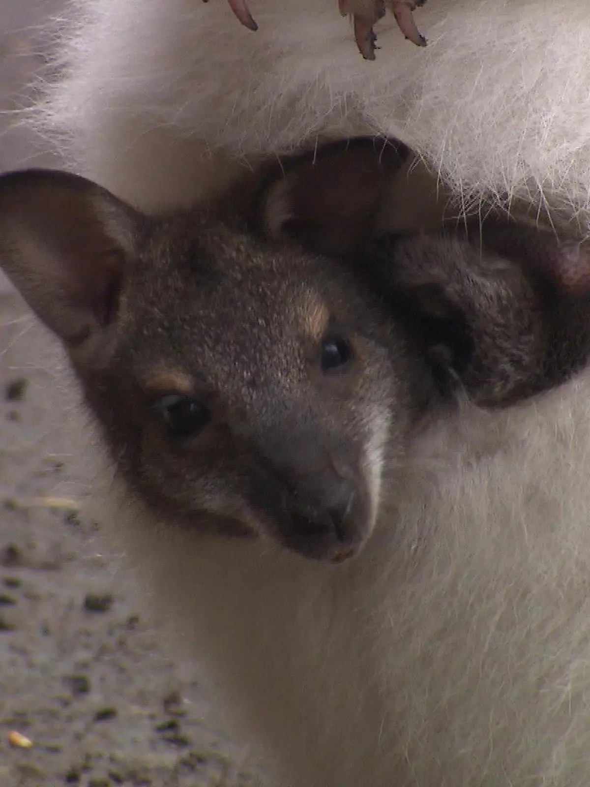 Obwohl es noch als ungeboren gilt, schaut das braune Baby neugierig aus dem schneeweißen Beutel von Mama Lotta.