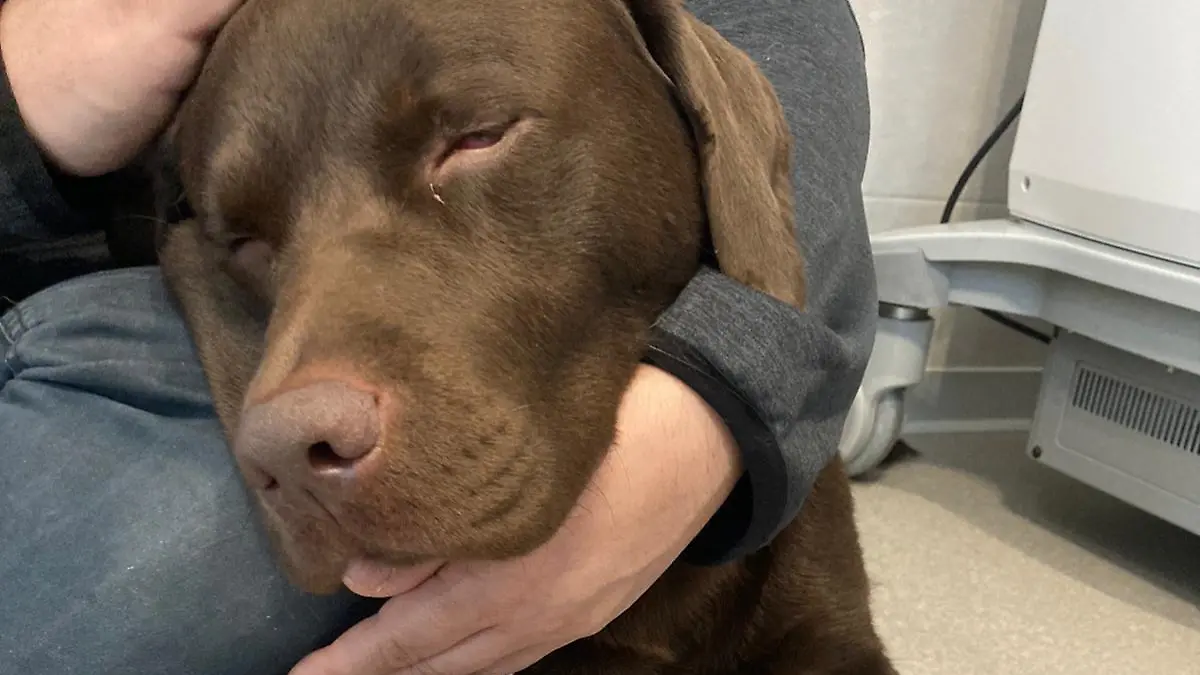 Für Hunde ist der Zuckerersatzstoff Xylitol giftig.