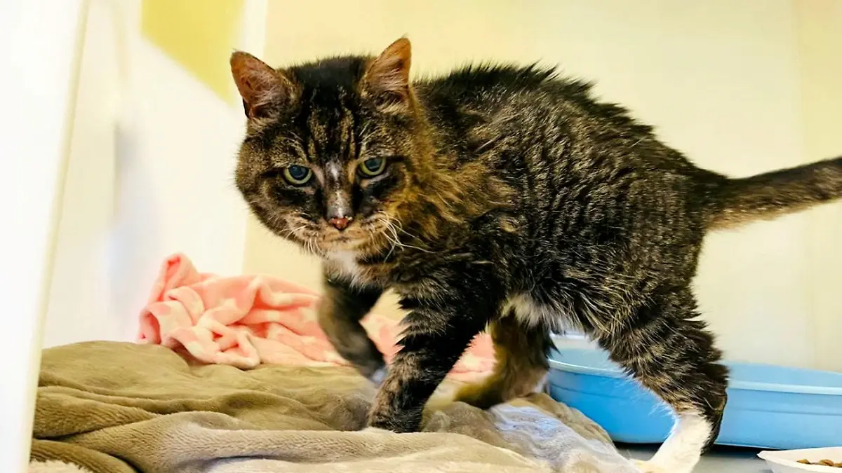 Katze