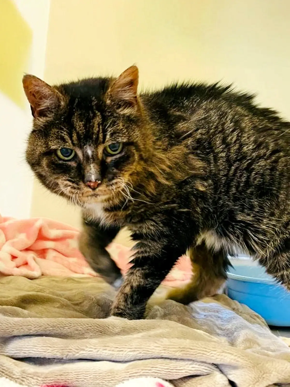 Katze