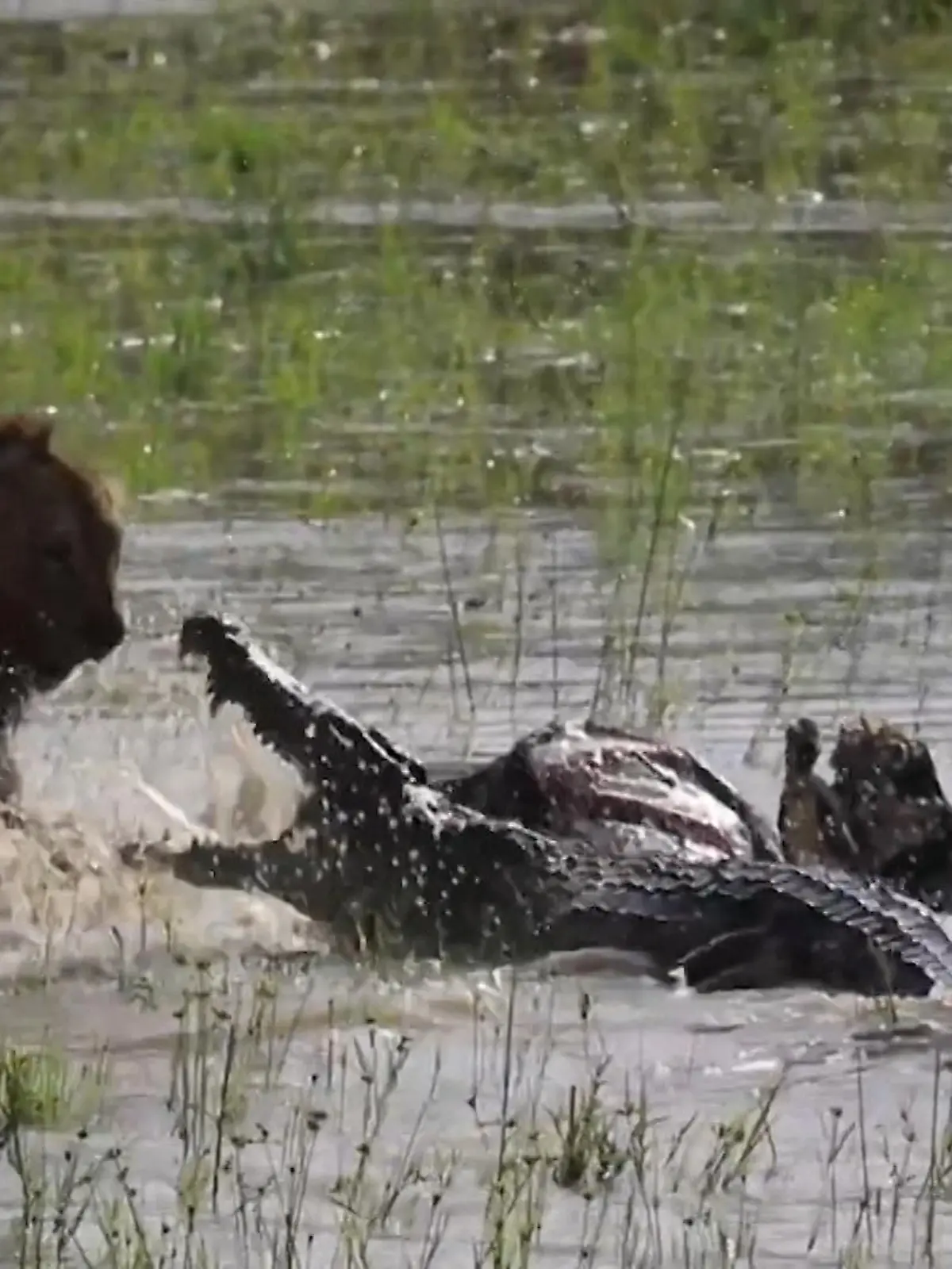 Futterneid steht in der Wildnis an der Tagesordnung – denn nicht umsonst gilt hier das Gesetz des Stärkeren. Ein Löwenmännchen hat es sich in diesem Clip aus Südafrika an einem Flussufer bequem gemacht und ist bereit, einen toten Büffel zu verspeisen. Doch aus dem Wasser ragt plötzlich das Maul eines Krokodils, was ebenfalls Hunger hat – und es entsteht ein Kampf ums Überleben.