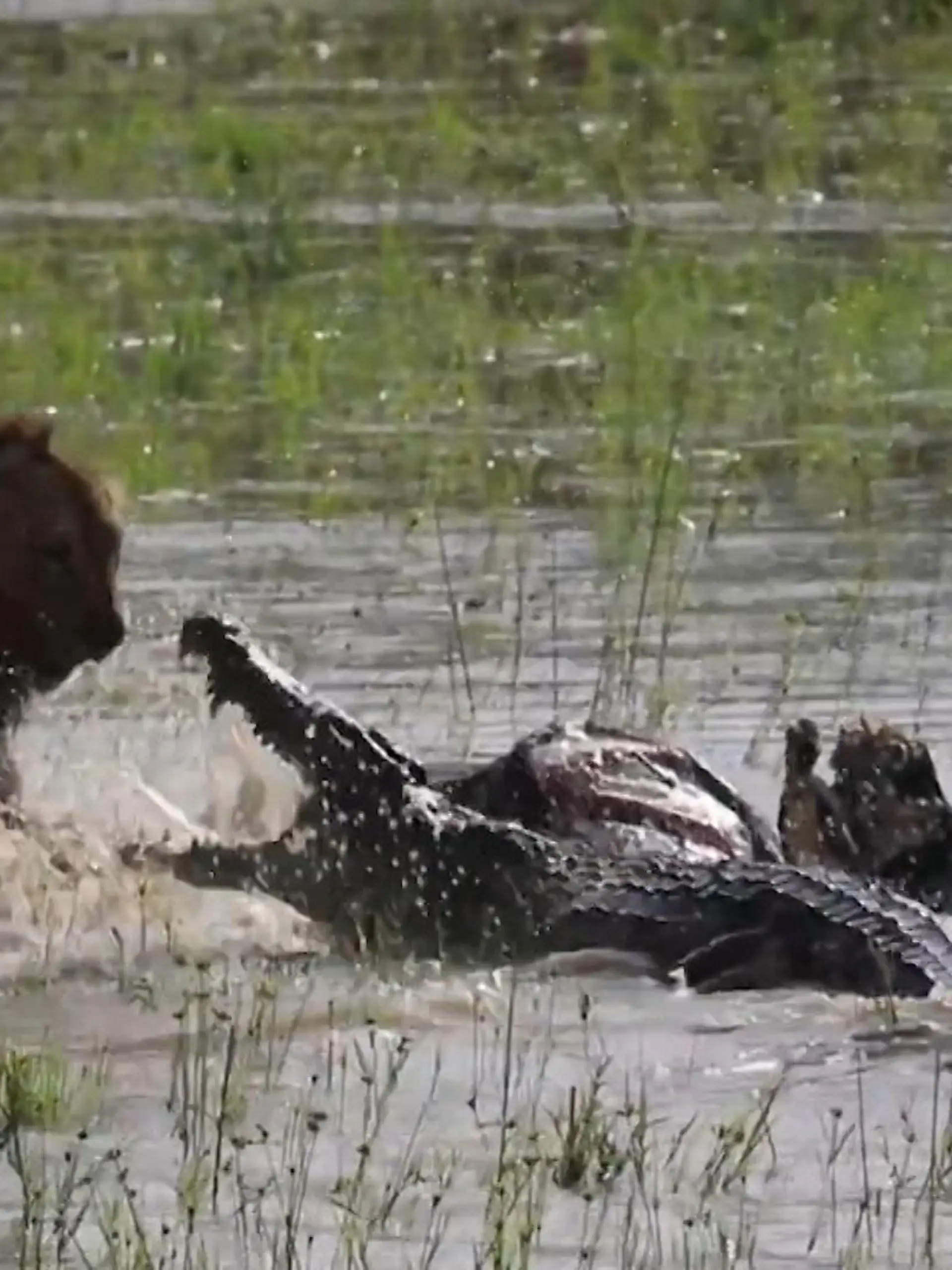 Futterneid steht in der Wildnis an der Tagesordnung – denn nicht umsonst gilt hier das Gesetz des Stärkeren. Ein Löwenmännchen hat es sich in diesem Clip aus Südafrika an einem Flussufer bequem gemacht und ist bereit, einen toten Büffel zu verspeisen. Doch aus dem Wasser ragt plötzlich das Maul eines Krokodils, was ebenfalls Hunger hat – und es entsteht ein Kampf ums Überleben.