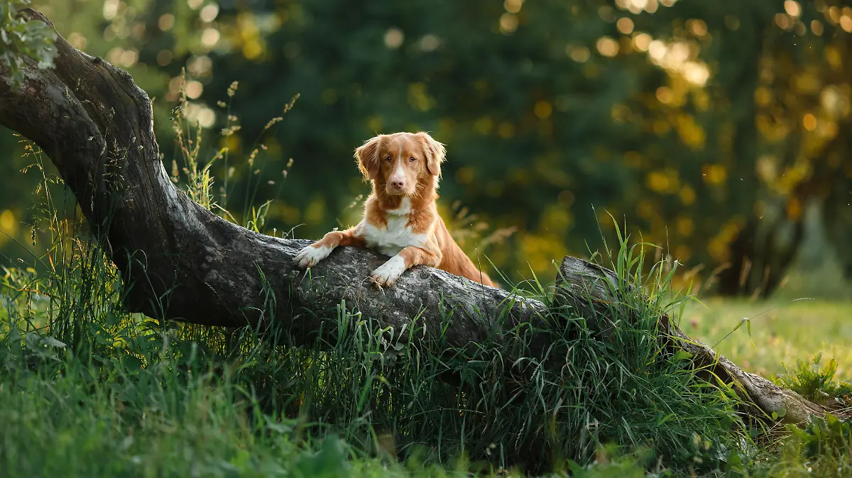 Hund im Wald