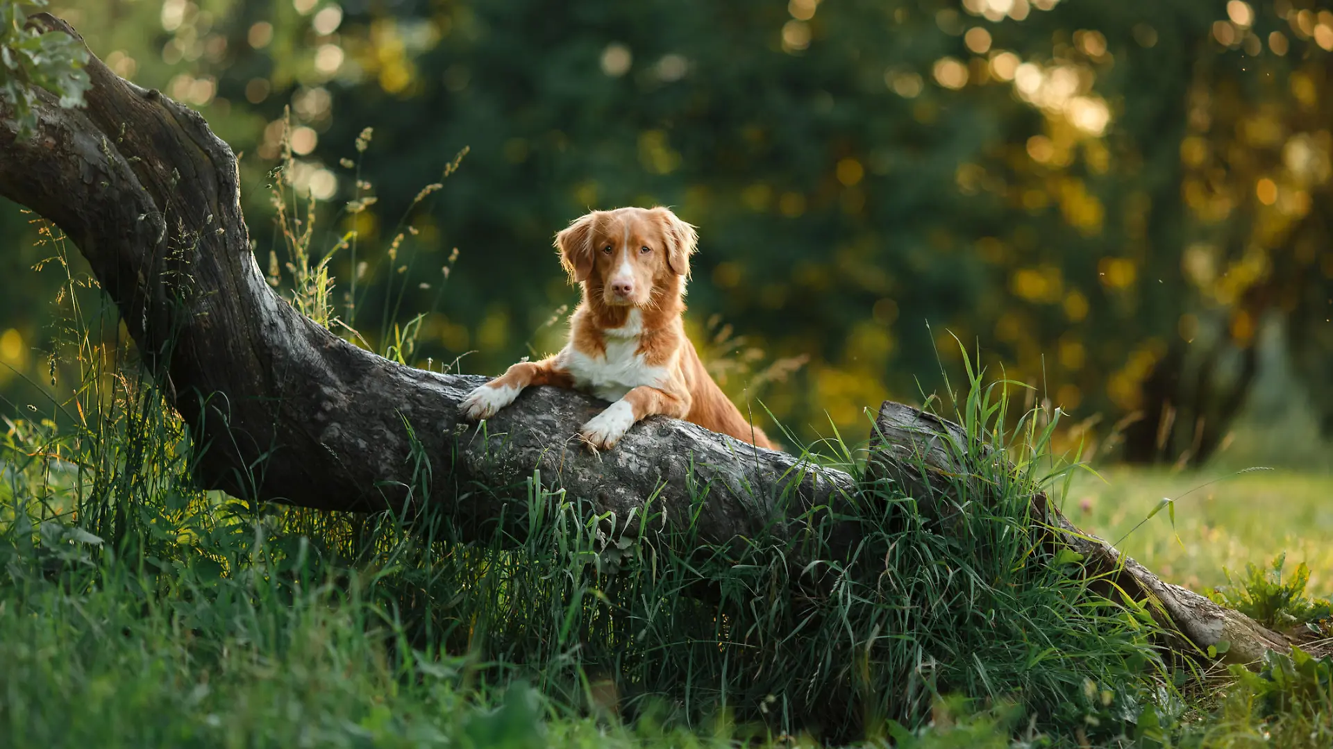 Hund im Wald