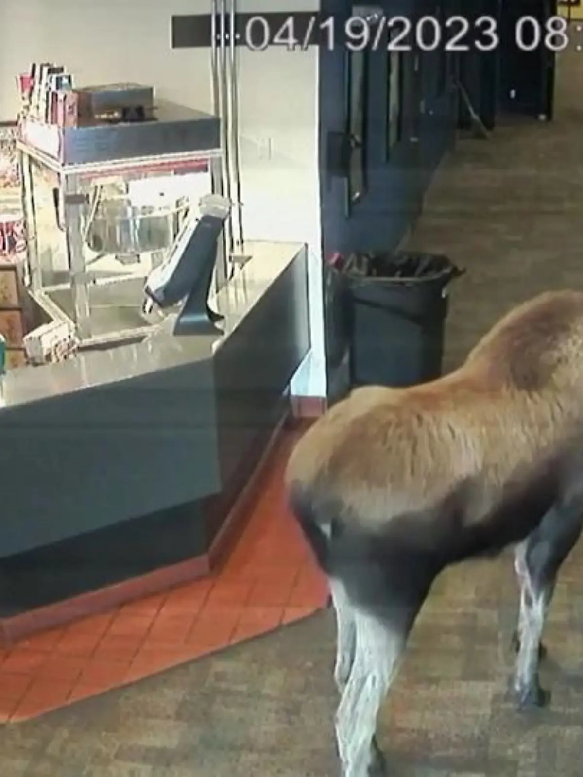 Ein Elch in Alaska entdeckt in einem Kino Popcorn.