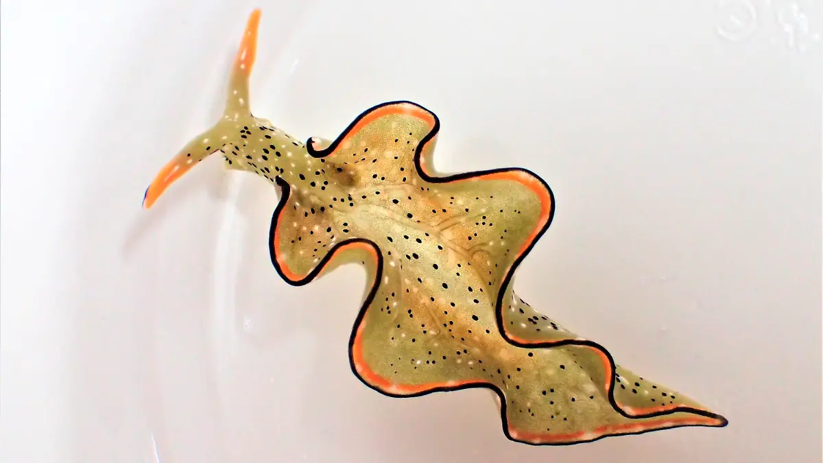 This undated photo provided by Sayaka Mitoh shows a Elysia cf. marginata sea slug before autotomy. According to a study released in the journal Current Biology on Monday, March 8, 2021, scientists have discovered that some Japanese sea slugs can grow whole new bodies if their heads are cut off, taking regeneration to the most extreme levels ever seen. (Sayaka Mitoh via AP)
