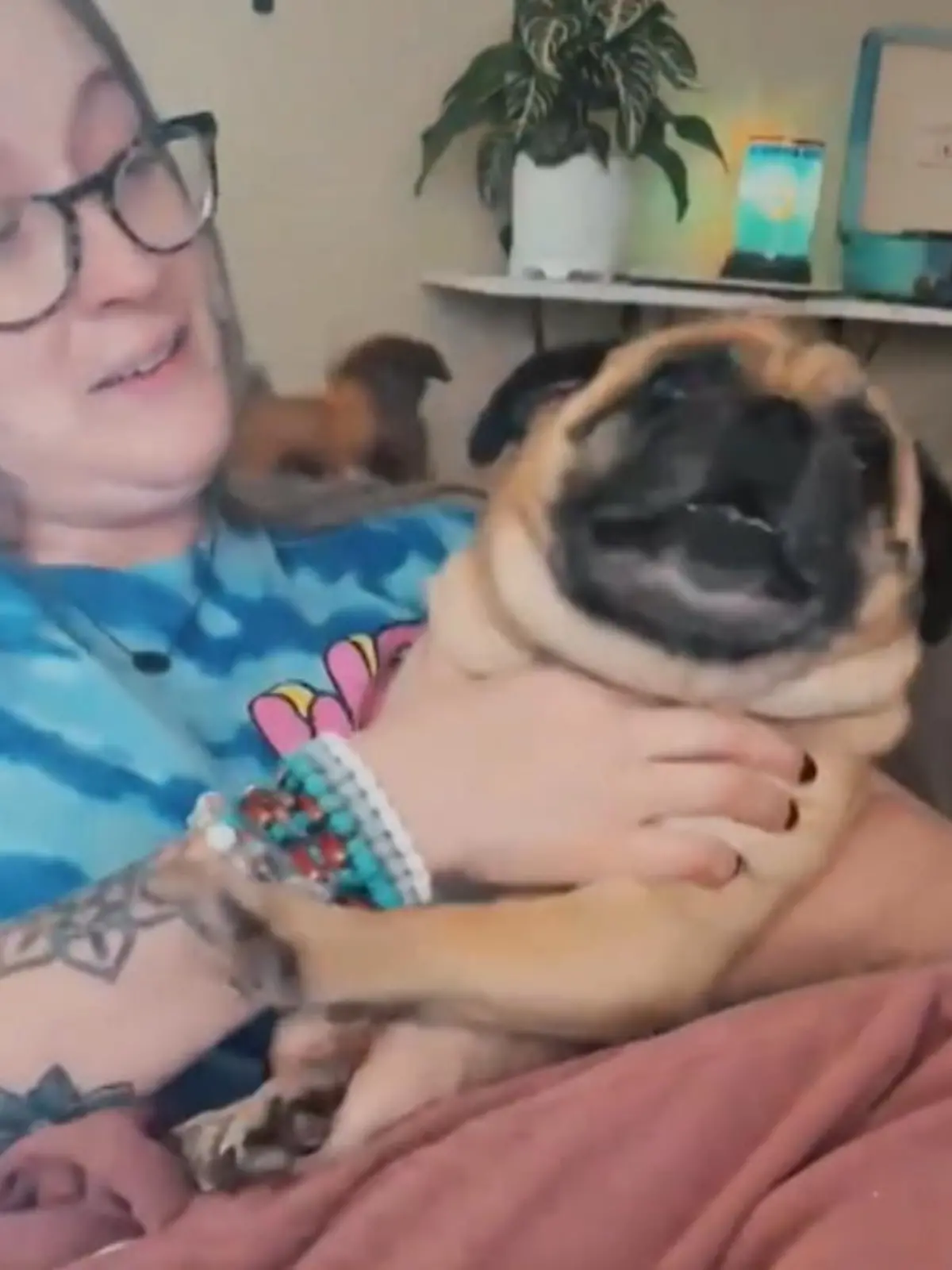 Bild zu: "Mops kreischt wie ein Mensch"