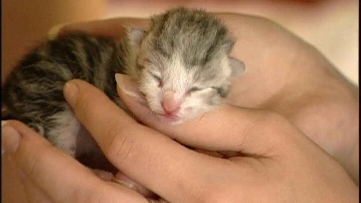 katzenbaby