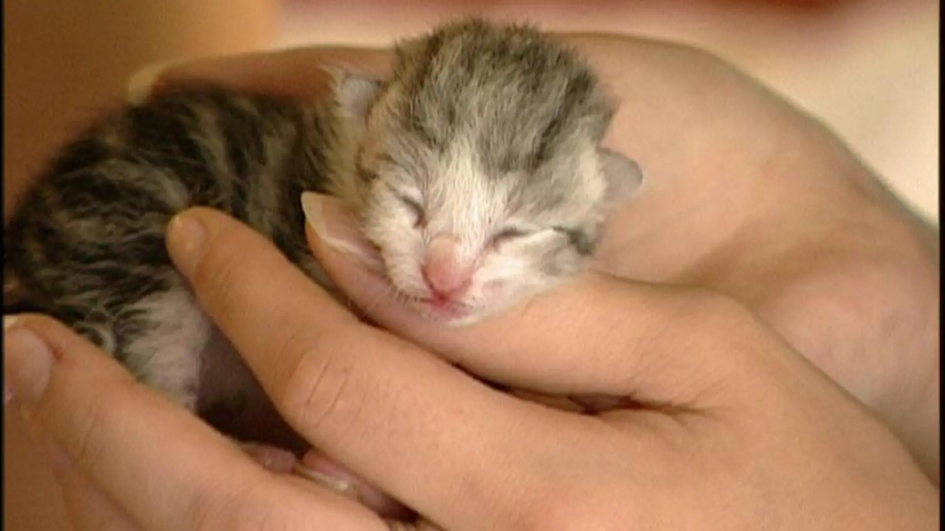 katzenbaby