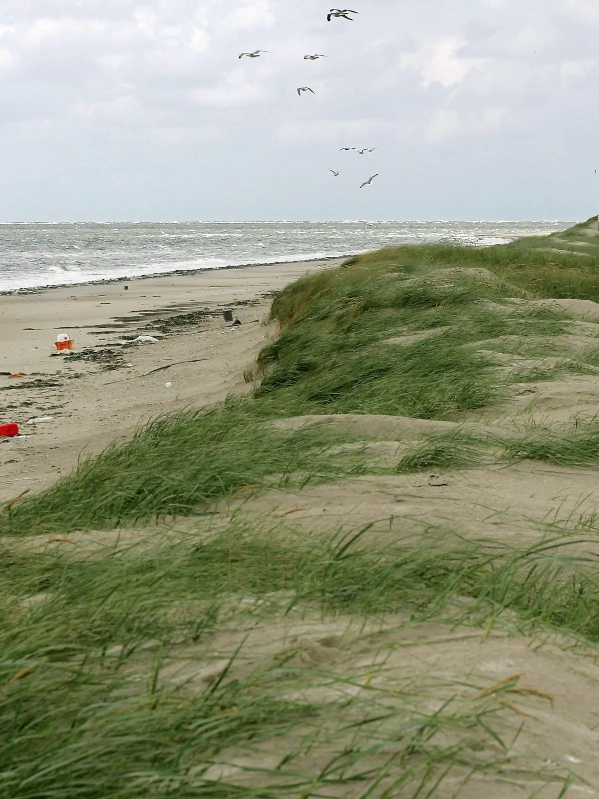 Auf der Vogelschutzinsel Memmert bei Juist (Kreis Aurich) liegt angeschwemmter Plastikmüll am Strand (Aufnahme vom 26.08.2005). Trotz Schutzmaßnahmen ist die Nordsee gerade in der Deutschen Bucht immer noch stark mit Müll belastet. Relativ lange bleibt der Müll besonders auf den Stränden, der für den öffentlichen Zugang gesperrten Vogelschutzinseln, wie Mellum, Minsener Oog und Memmert, liegen. Foto: Ingo Wagner dpa/lni (Zu dpa-KORR "In der Nordsee treibt der Müll" vom 11.03.2008) +++(c) dpa - Bildfunk+++
