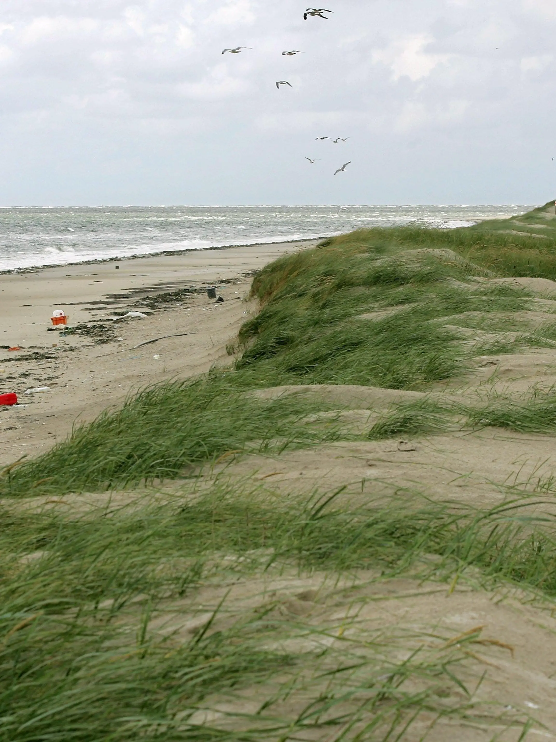 Auf der Vogelschutzinsel Memmert bei Juist (Kreis Aurich) liegt angeschwemmter Plastikmüll am Strand (Aufnahme vom 26.08.2005). Trotz Schutzmaßnahmen ist die Nordsee gerade in der Deutschen Bucht immer noch stark mit Müll belastet. Relativ lange bleibt der Müll besonders auf den Stränden, der für den öffentlichen Zugang gesperrten Vogelschutzinseln, wie Mellum, Minsener Oog und Memmert, liegen. Foto: Ingo Wagner dpa/lni (Zu dpa-KORR "In der Nordsee treibt der Müll" vom 11.03.2008) +++(c) dpa - Bildfunk+++