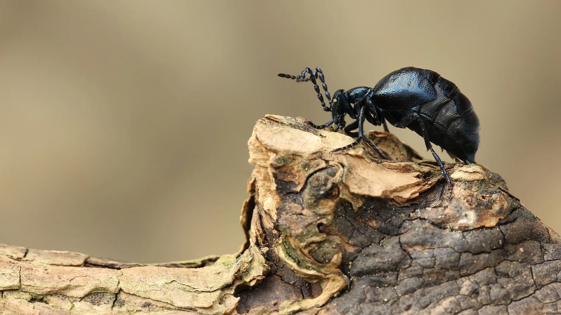 Schwarzblauer Ölkäfer, Meloe proscarabaeus, Black oil beetle