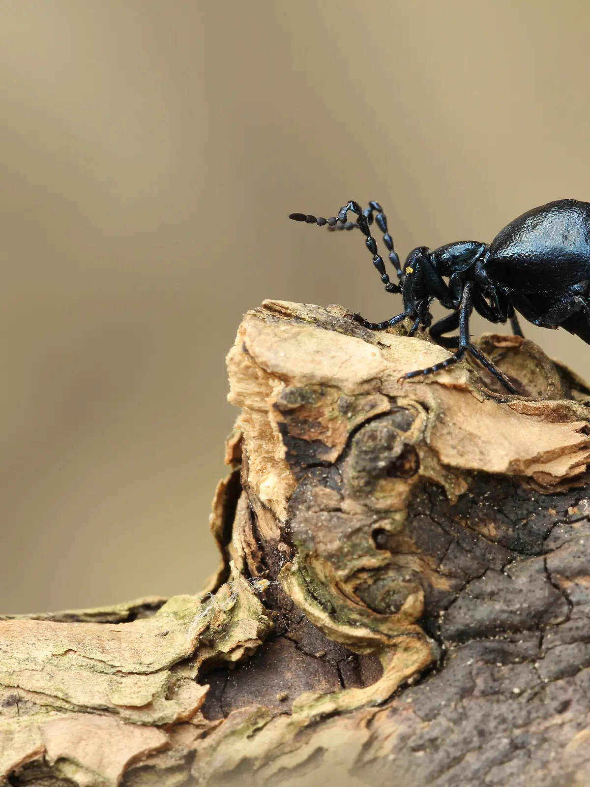 Schwarzblauer Ölkäfer, Meloe proscarabaeus, Black oil beetle