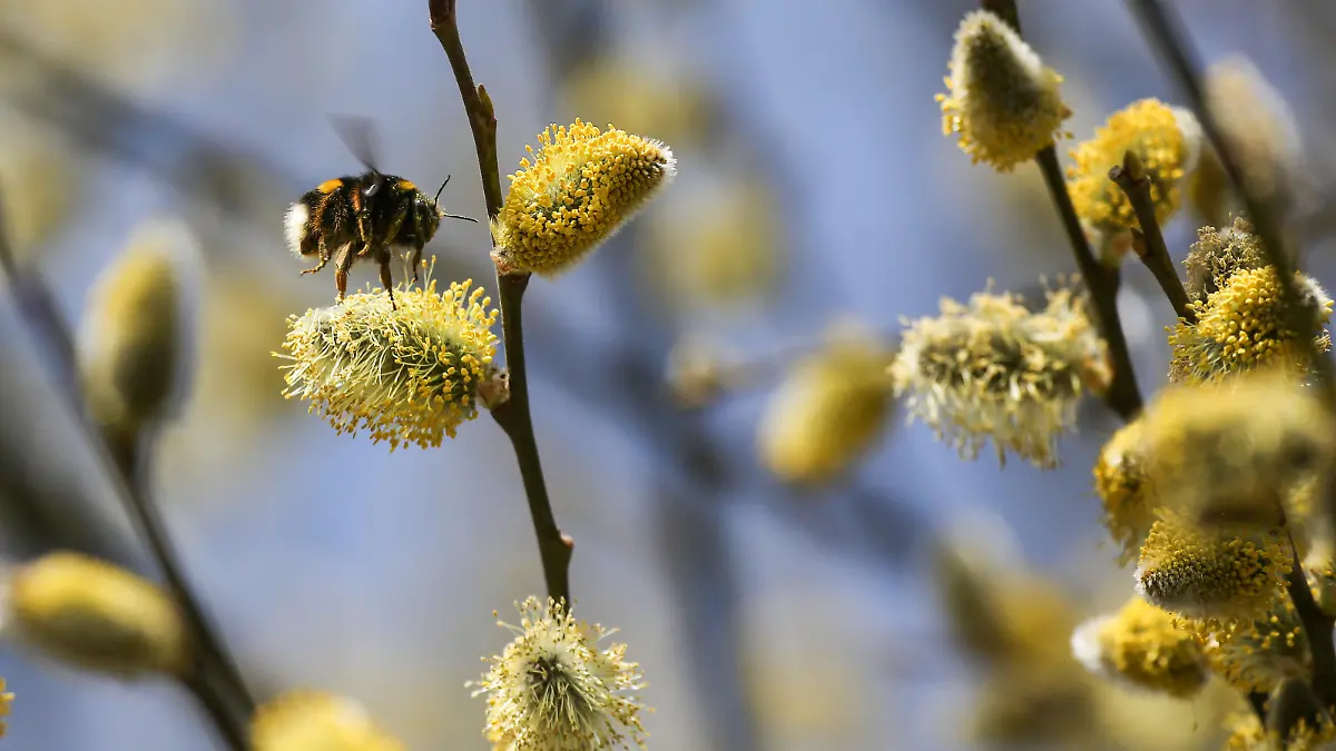 Eine Hummel sitzt auf einem blühenden Weidenkätzchen. Heute erwartet die Menschen im Südwesten viel Sonne bei Temperaturen zwischen acht und 16 Grad. Der Freitag bleibt ähnlich mit viel Sonne bei Höchstwerten von 21 Grad.
