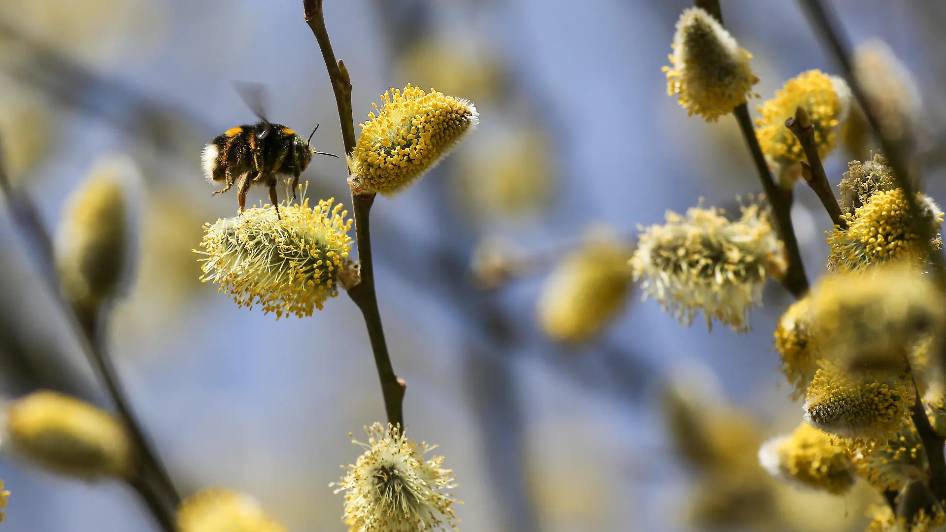 Eine Hummel sitzt auf einem blühenden Weidenkätzchen. Heute erwartet die Menschen im Südwesten viel Sonne bei Temperaturen zwischen acht und 16 Grad. Der Freitag bleibt ähnlich mit viel Sonne bei Höchstwerten von 21 Grad.