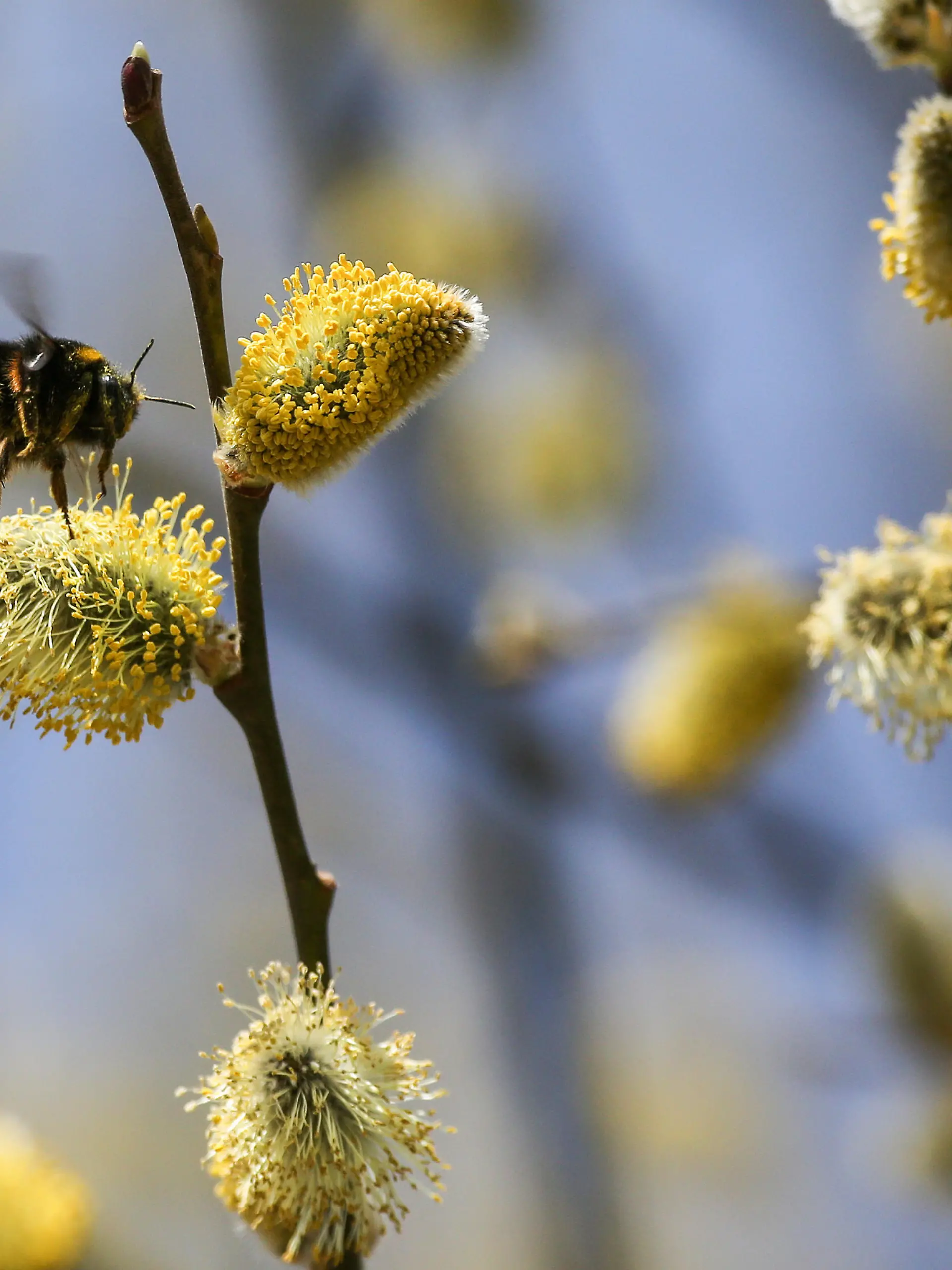 Eine Hummel sitzt auf einem blühenden Weidenkätzchen. Heute erwartet die Menschen im Südwesten viel Sonne bei Temperaturen zwischen acht und 16 Grad. Der Freitag bleibt ähnlich mit viel Sonne bei Höchstwerten von 21 Grad.