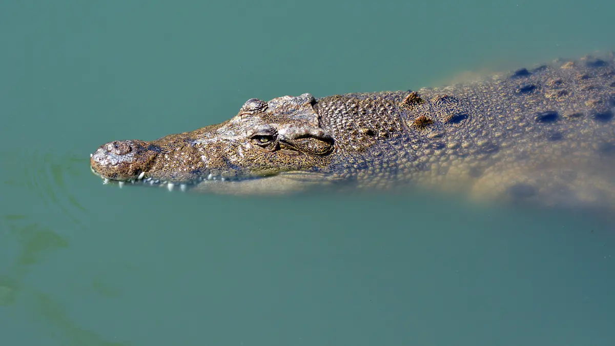 Krokodil