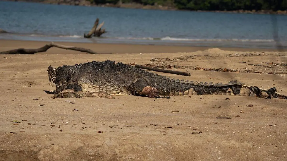 Der Kadaver des enthaupteten Krokodils liegt in Queensland am Cow Bay Beach.