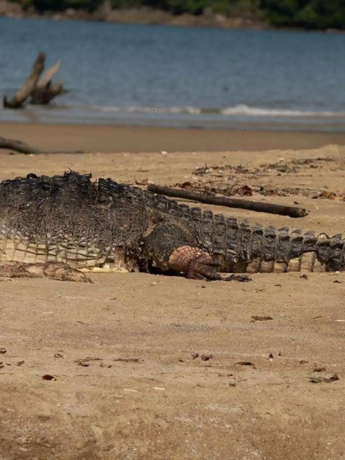 Der Kadaver des enthaupteten Krokodils liegt in Queensland am Cow Bay Beach.