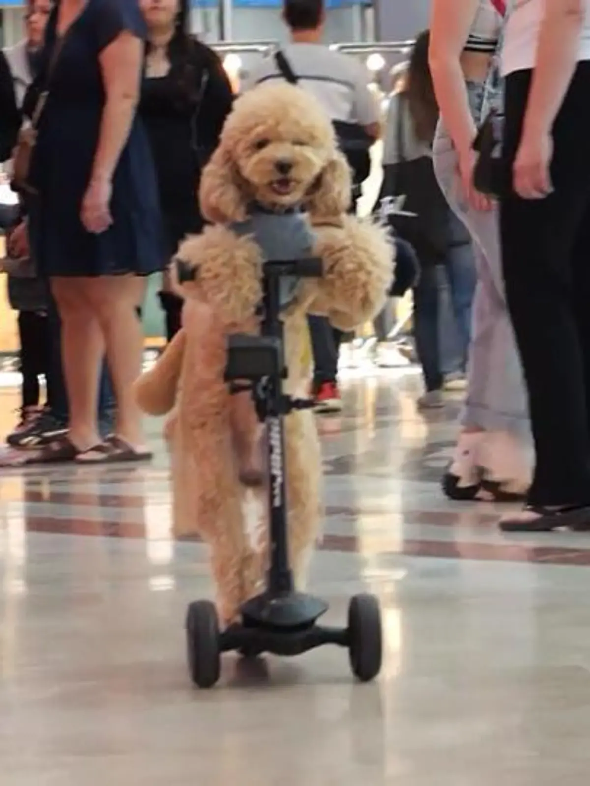 Tommy auf seinem Tretroller in einem Einkaufszentrum in Tel Aviv.