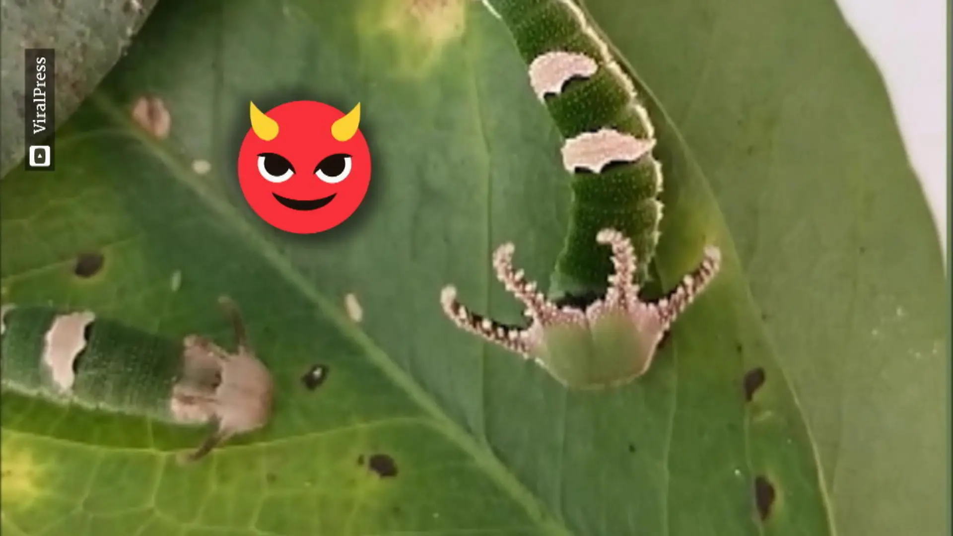 Raupe mit Hörnern Was ist das denn?