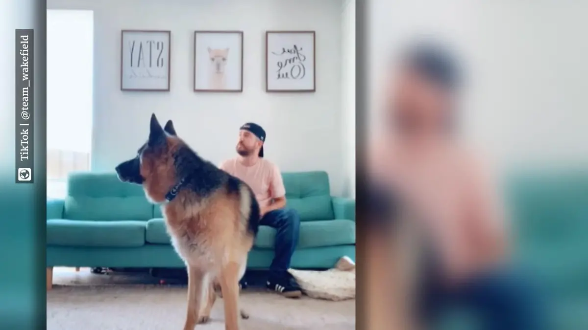 Darum sind diese Hunde so verwirrt TikTok-Challenge "Call Your Dog"