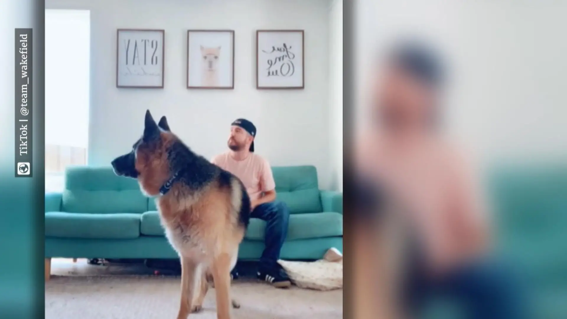Darum sind diese Hunde so verwirrt TikTok-Challenge "Call Your Dog"