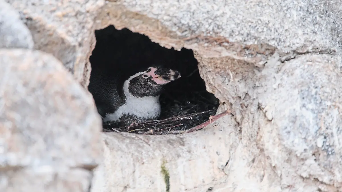 Ein Humboldt-Pinguin beim Brüten