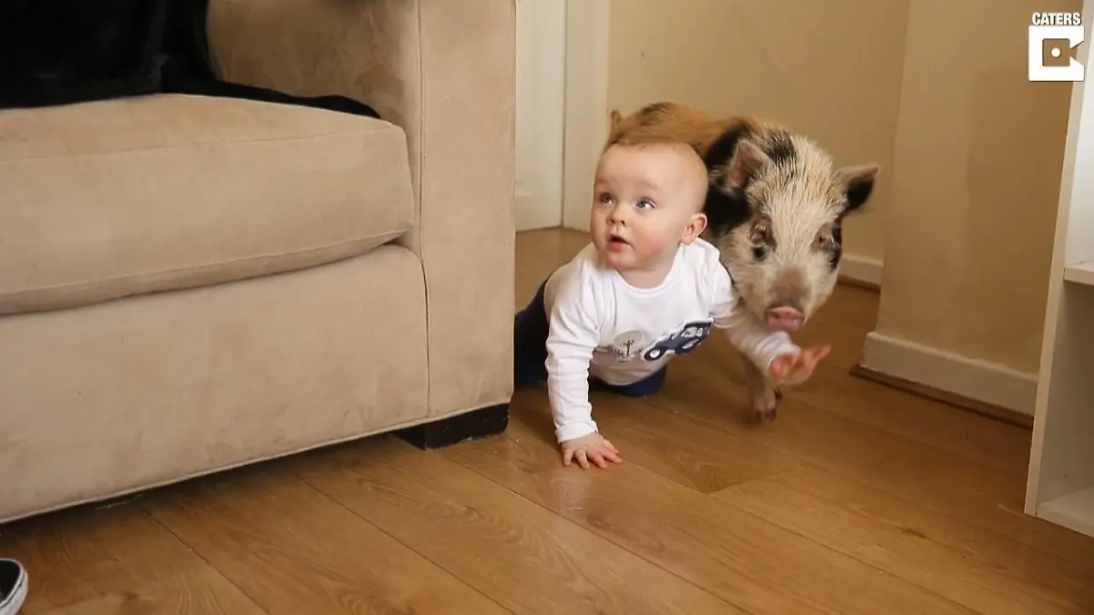 Baby Teddy bekommt Peppa Wutz als Haustier Ich glaub, mein Schwein spielt mit dem Kind!