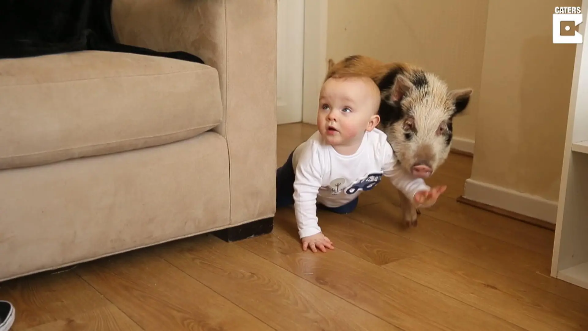 Baby Teddy bekommt Peppa Wutz als Haustier Ich glaub, mein Schwein spielt mit dem Kind!